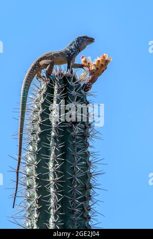 Blauschwanzeidechse (Cnemidophorus murinus ruthveni), die von einer Blume auf einem Kaktus frisst, Washington Slagbaai Nationalpark, Bonaire, Dutch Caribbe Stockfoto