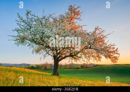 Einblühender Birnenbaum im Frühling bei Sonnenaufgang. Schweiz Stockfoto