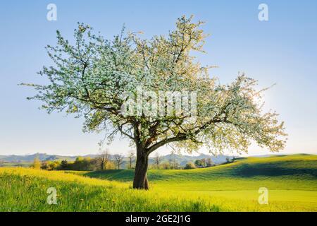 Einblühender Birnenbaum im Frühling, contre-jour. Schweiz Stockfoto