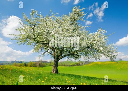 Einblühender Birnenbaum im Frühling. Schweiz Stockfoto