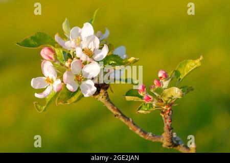 Inländischer Apfel (Malus domestica). Blühender Zweig im Abendlicht. Schweiz Stockfoto