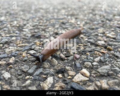 Nahaufnahme einer bräunlichen Schnecke, die auf dem Boden kriecht Stockfoto