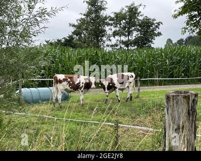 Natürliche Ansicht von zwei Rindern, die auf Gräsern auf einer Ranch grasen Stockfoto