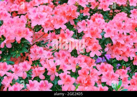 Azalea-Festival. Azaleen im Frühling. Blühende rosa Azaleen in einem botanischen Garten, Nahaufnahme. Stockfoto