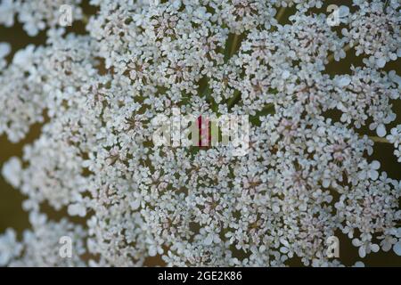 Detailansicht der oberen Nahaufnahme von Queen Anne's Lace oder wilder Karotte oder Vogelnest Wildblumenblüte (Daucus carota) auf der Sommerwiese in Waadt, Schweiz Stockfoto