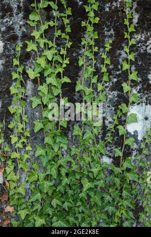 Winterharte, grüne Triebe wilder englischer Efeu (Hedera Helix) immergrüner Pflanze, die während der Sommersaison auf strukturierte Betonwände klettert Stockfoto