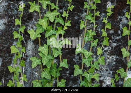 Nahaufnahme von winterharten grünen Trieben wilder englischer Efeu (Hedera Helix) immergrüner Pflanze, die während der Sommersaison auf strukturierte Betonwände klettert Stockfoto