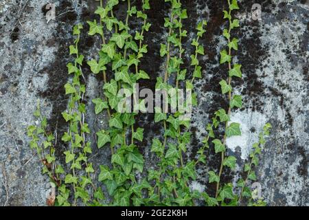 Winterharte, grüne Triebe wilder englischer Efeu (Hedera Helix) immergrüner Pflanze, die während der Sommersaison auf strukturierte Betonwände klettert Stockfoto