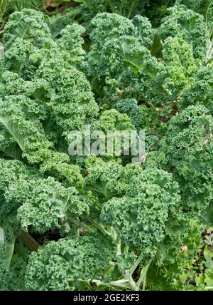 Kale wächst im Garten. Stockfoto
