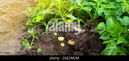 Junge Kartoffelsträucher wachsen auf dem Feld. Ernte, Ernte. Bio-Gemüse. Landwirtschaft und Landwirtschaft. Kartoffeln. Selektiver Fokus. Stockfoto