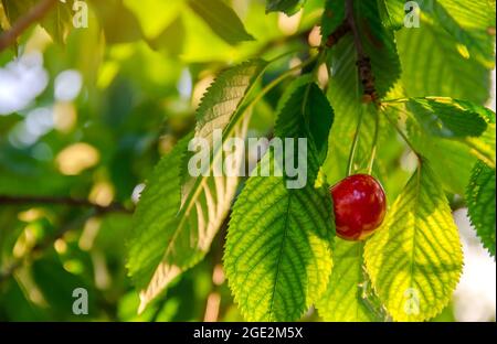 Reife rote Kirsche wächst auf einem Baum im Garten. Sommerernte der Beeren. Gesunde Ernährung. Selektiver Fokus Stockfoto