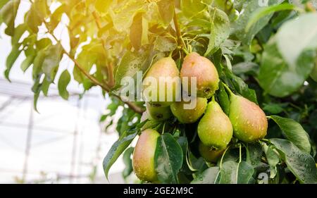 Reife schöne grüne Birnen wachsen im Garten. Früchte auf dem Baum nach Regen. Gesunde, natürliche Früchte. Selektiver Fokus. Stockfoto