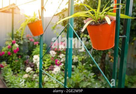 Im heimischen Garten wachsen Topfblumen. Dekorationen in Form von Pflanzen. Hängende Töpfe. Selektiver Fokus Stockfoto