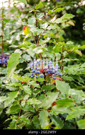 Blaue Beeren Mahonia aquifolium (Oregon - Traubenmost oder Oregon grape) und Bush ist eine Pflanzenart aus der Gattung der blühenden Pflanze in der Familie Berberidaceae, beheimatet in westlichen Stockfoto