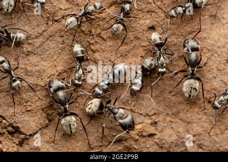 Nahaufnahme der ZimmermannsAmeisenkolonie, Componotus sericeus, Satara, Maharashtra, Indien Stockfoto