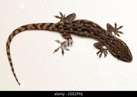 Ganzkörperbild von indischem Rindengecko, Hemidactylus leschenaultii, Satara, Maharashtra, Indien Stockfoto