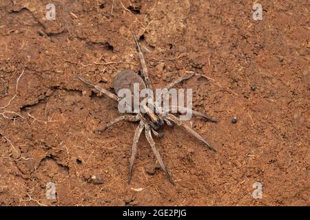 Ganzkörperansicht von Hogna radiata, Satara, Maharashtra, Indien Stockfoto