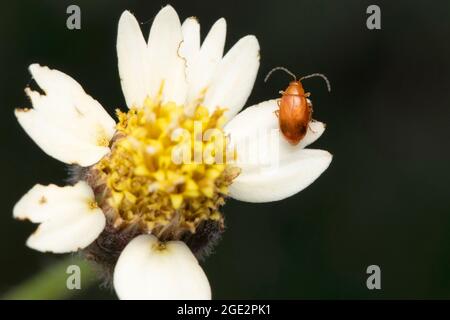 Blattkäfer, Aphthona flava, Satara, Maharashtra, Indien Stockfoto