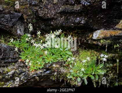 Sternsaxifrage Stockfoto