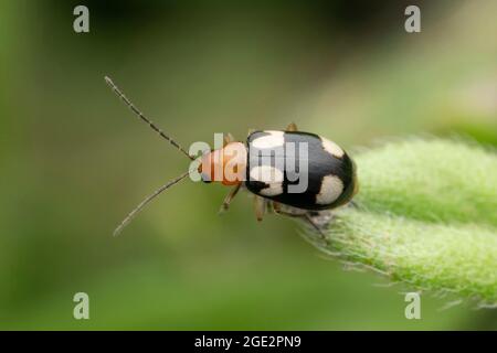 Skeletonisierende Blattwanze, Monolepta marginella, Satara, Maharashtra, Indien Stockfoto