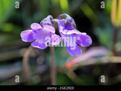 Karpfenkraut Stockfoto