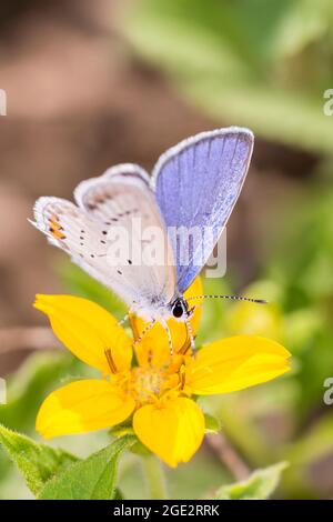 Kurzschwanziger blauer Schmetterling - Cupido argiades - ruht auf einer Blüte von Chrysogonum virginianum, bekannt als goldenes Knie, grün und Gold oder Goldenstar Stockfoto