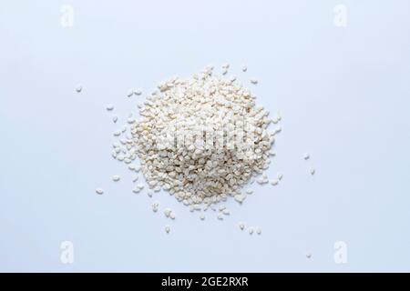 Weiße Sesamsamen, Sesamum indicum, Satara, Maharashtra, Indien Stockfoto