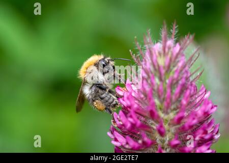 Gemeine Carderbiene - Bombus pascuorum - bestäubt eine Blüte von Trifolium rubens Stockfoto