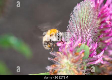 Gemeine Carderbiene - Bombus pascuorum - bestäubt eine Blüte von Trifolium rubens Stockfoto