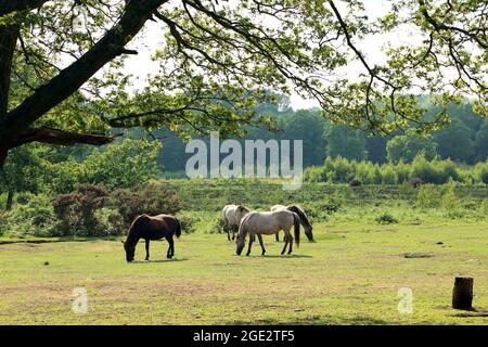 Pferde, die auf Hothfield Common, Hothfield, Ashford, Kent, England grasen, Vereinigtes Königreich Stockfoto