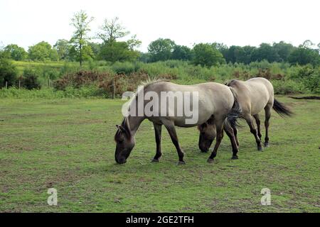 Pferde, die auf Hothfield Common, Hothfield, Ashford, Kent, England grasen, Vereinigtes Königreich Stockfoto