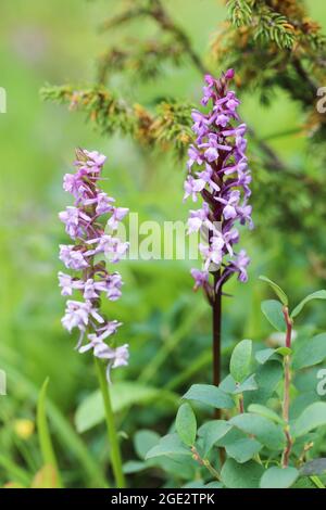 Duftende Orchidee Stockfoto