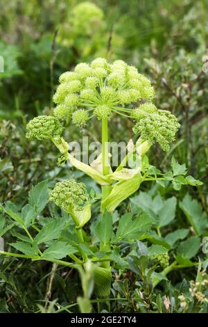 Norwegischer wilder Sellerie Stockfoto