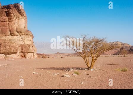 Timna Park in der Nähe von Eilat im Süden Israels, Wüste Stockfoto