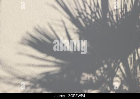 Die Handfläche hinterlässt Schatten auf dem beigefarbenen, rauhen, strukturierten Wandhintergrund. Dunkle Silhouette der exotischen Blätter im hellen Sonnenlicht. Konzept für Sommerferien. Flach Stockfoto