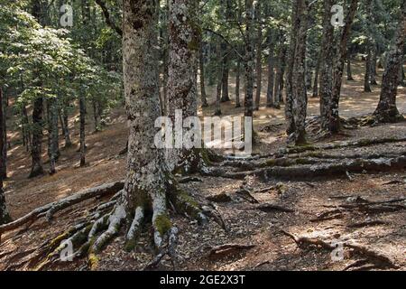 Alte Puteneichen mit Wurzeln, die aus dem Boden in einem Wald, Latium, Italien Stockfoto