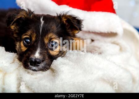 Schwarzes Welpenportrait von trauriger einsamer Hundewelpe. Der Hund liegt in der Nähe des weihnachtsmannes zu Hause auf einer weichen weißen Decke. Gelangweilter Hund zu Hause Stockfoto