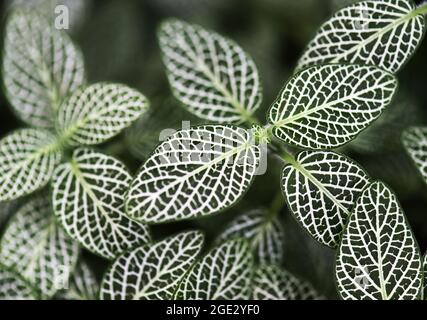 Dunkelgrüne Blätter Hintergrund. Nervenpflanze oder Fittonia albivenis Blätter, natürliche organische Hintergrund Stockfoto