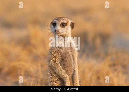 Erdmännchen (Suricata suricatta), aufrechte Nahaufnahme. Vorderansicht von Gesicht, Kopf. Kalahari, Makgadikgadi Pan, Botsuana, Afrika Stockfoto