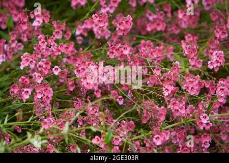 Phlox subulata rosa blühende Pflanze wächst in Polen, Europa, polnischen Namen Floks szydlasty oder Plomyk szydlasty in horizontaler, niemand. Englische Namen kriechen Stockfoto
