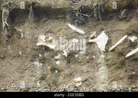 Archäologische Ausgrabungen und Funde (Knochen eines Skeletts in einem menschlichen Begräbnis), ein Detail der antiken Forschung, Vorgeschichte. Stockfoto