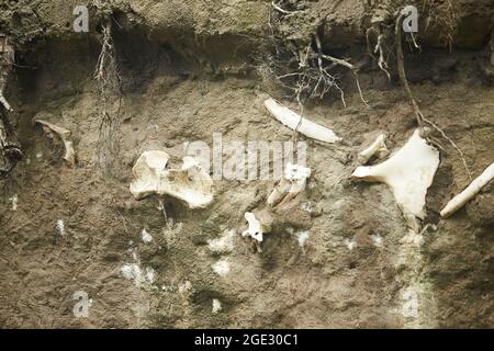 Archäologische Ausgrabungen und Funde (Knochen eines Skeletts in einem menschlichen Begräbnis), ein Detail der antiken Forschung, Vorgeschichte. Stockfoto