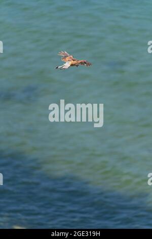 Pointe-Du-Hoc, Frankreich - 08 03 2021: Aussichtspunkt von La Pointe-Du-Hoc. Vogelflug Stockfoto