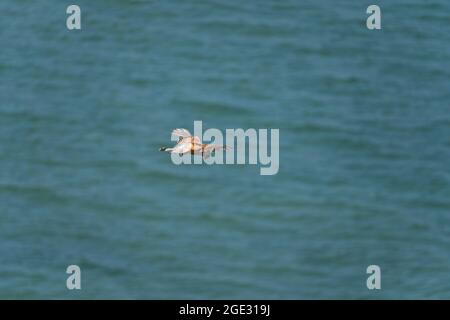 Pointe-Du-Hoc, Frankreich - 08 03 2021: Aussichtspunkt von La Pointe-Du-Hoc. Vogelflug Stockfoto