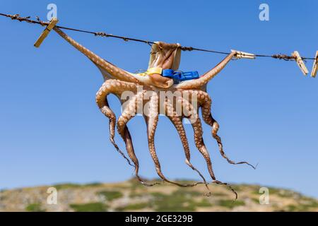 Ein kleiner Octopus, der in der Sonne in Mochlos, Kreta, trocknet Stockfoto