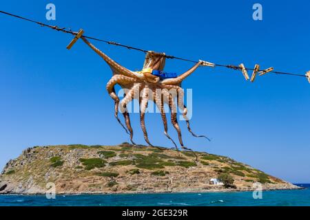 Ein kleiner Octopus, der in der Sonne in Mochlos, Kreta, trocknet Stockfoto