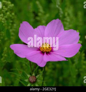 Cosmea (Cosmos bipinnatus), einzelne violette Blume Stockfoto