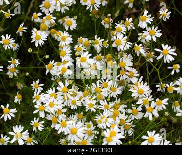 Falsche Mayweed oder Meermayweed (Tripleurospermum maritimum), blühend Stockfoto
