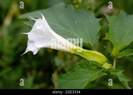 Blume des Thorn-Apfels (Datura stramonium) Stockfoto