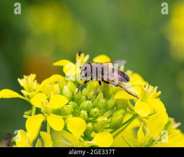 Schwebfliege gewöhnliche Drohnenfliege (Eristalis tenax) auf Raps (Brassica napus) Stockfoto